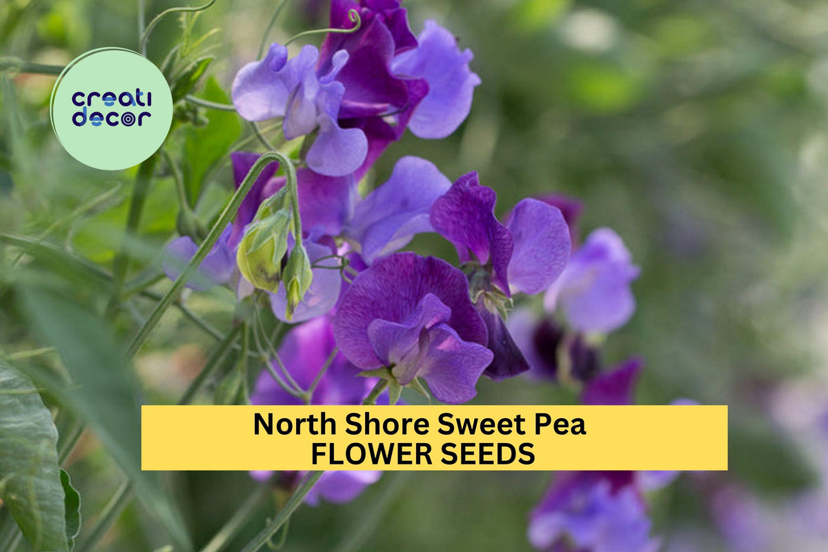 50+ North Shore Sweet Pea Seeds – Fragrant Violet Blooms, Climbing Vines for Trellises & Bouquets, Lathyrus odoratus