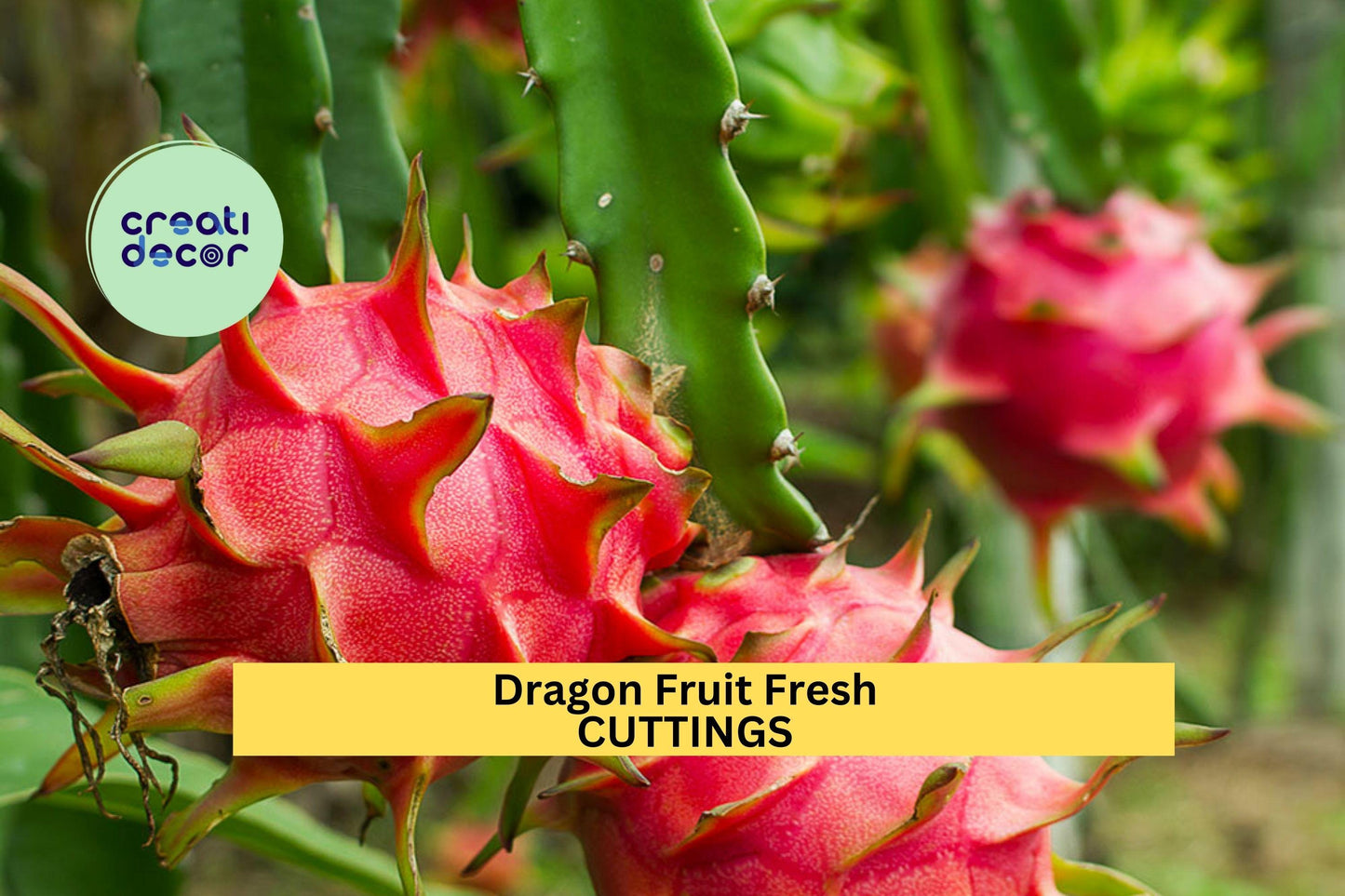 American Beauty Dragon Fruit Cuttings – 8–10" Unrooted Stems, Red Flesh, Self-Pollinating, Hylocereus guatemalensis for Trellises & Pots