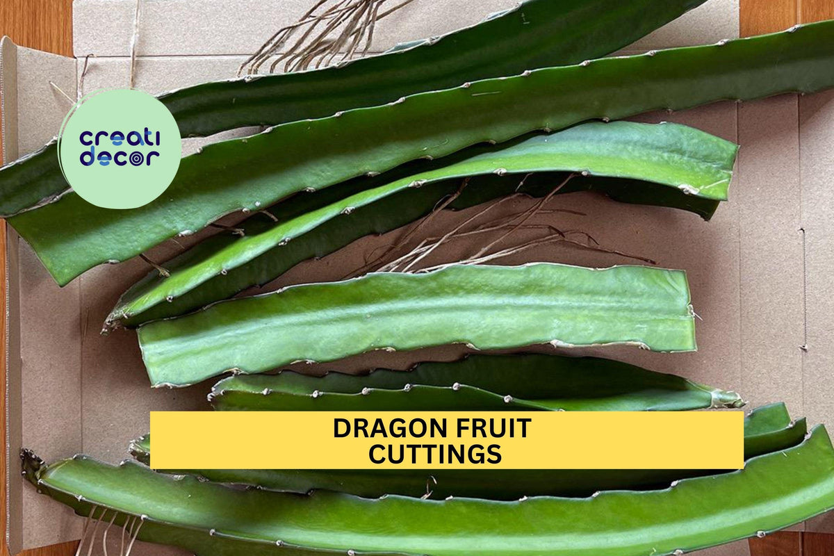 Dragon Fruit Cuttings – 15–18” Unrooted Hylocereus Vining Cactus Stems for Propagation in Pots and Gardens