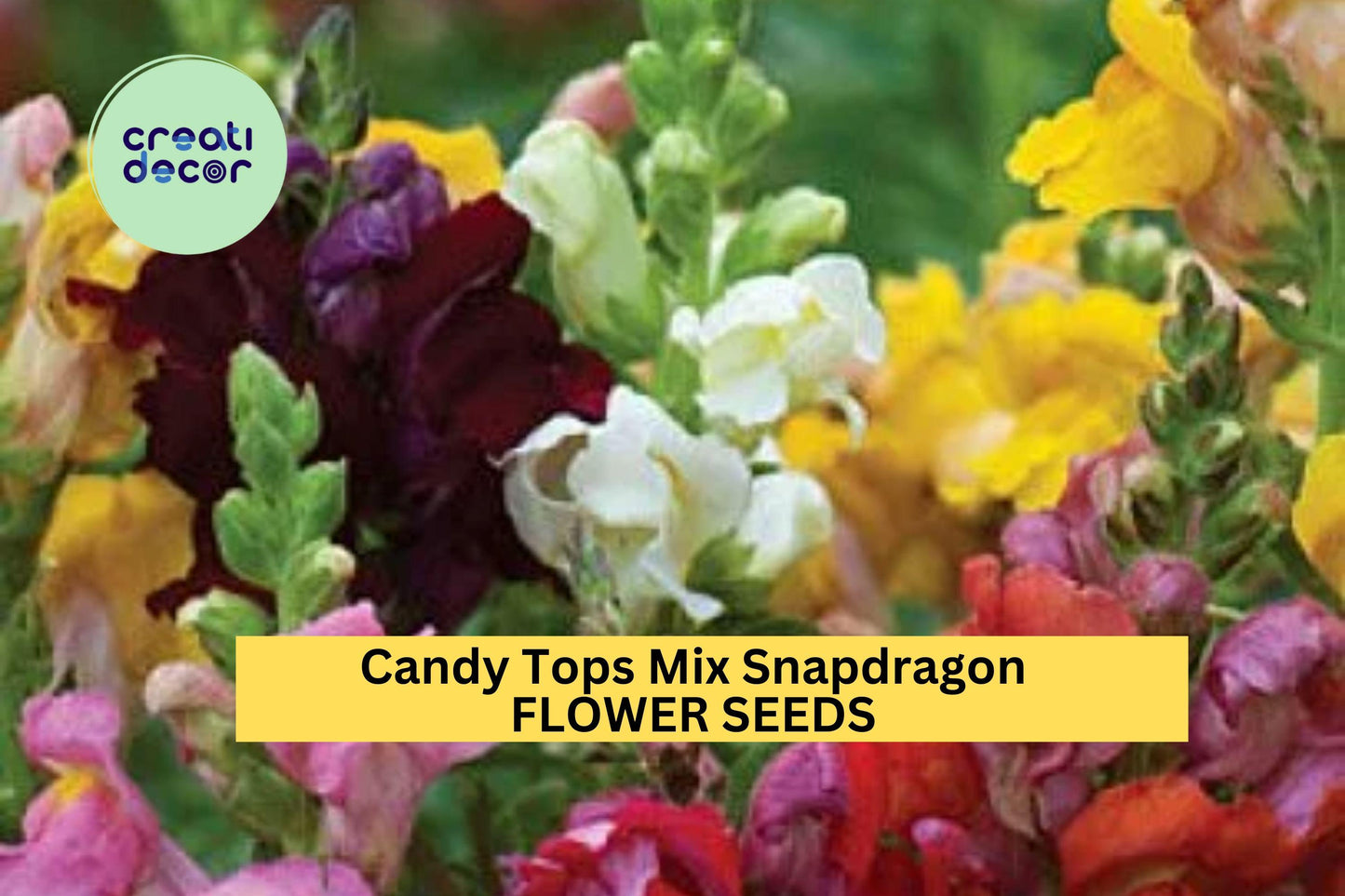 1000+ Candy Tops Mix Snapdragon Seeds – Dwarf Antirrhinum majus for Borders, Containers, Bright Colorful Flowers, Full Sun Annual Planting