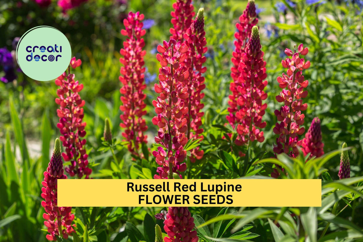 Russell Red Lupine Seeds – Perennial Scarlet Flower Spikes for Borders, Pollinator-Friendly Garden Planting – Lupinus polyphyllus