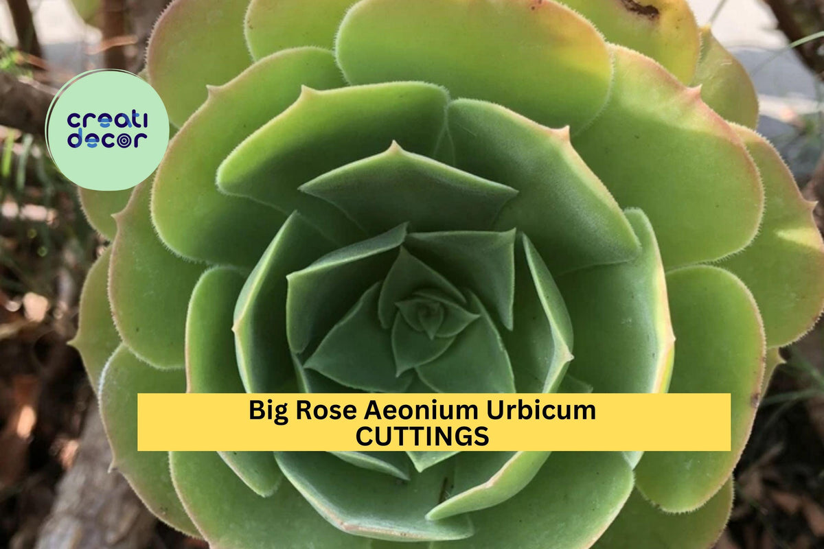 3 Aeonium urbicum 'Salad Bowl' Succulent Cuttings – Green Rosette, Drought-Tolerant, Unrooted for Pots, Rock Gardens & Landscaping