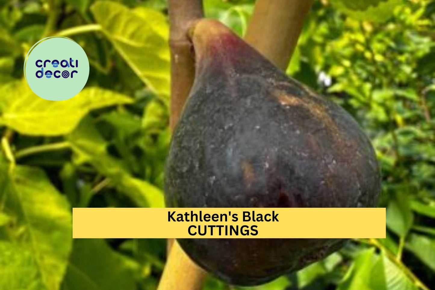 Unrooted Ficus carica ‘Kathleen’s Black’ Fig Cutting – 8+ Inch Dark Purple Fruit Variety for Home Gardens
