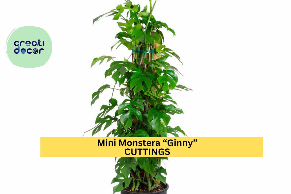 Mini Monstera “Ginny” Rooted Cutting – Rhaphidophora tetrasperma, Tropical Vining Houseplant for Indoor Jungle, Potted Plant