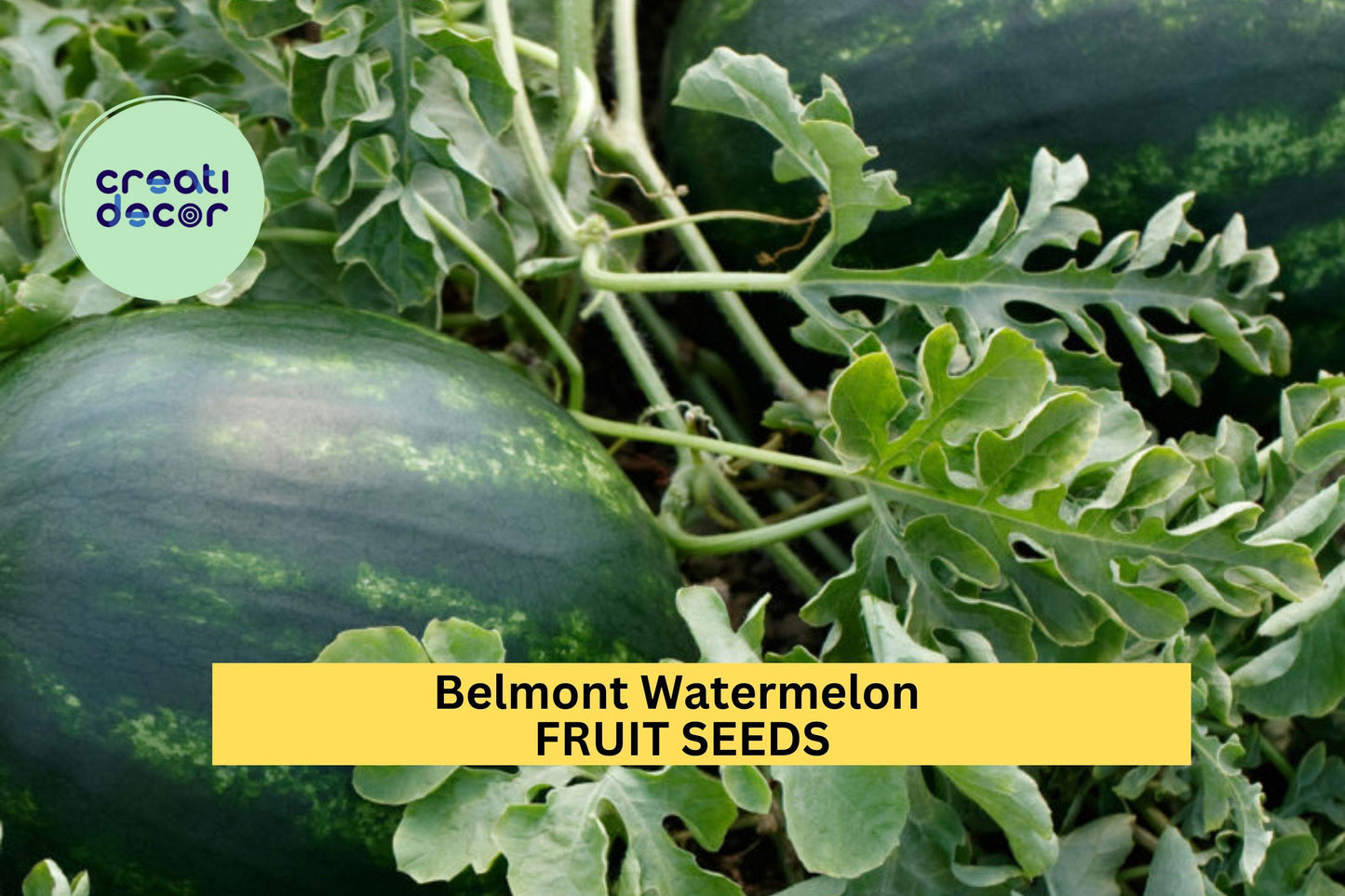 Belmont Watermelon Seeds – Sweet Red Flesh, Green Striped Rind, High-Yield Citrullus lanatus, Garden Planting, Summer Fruit