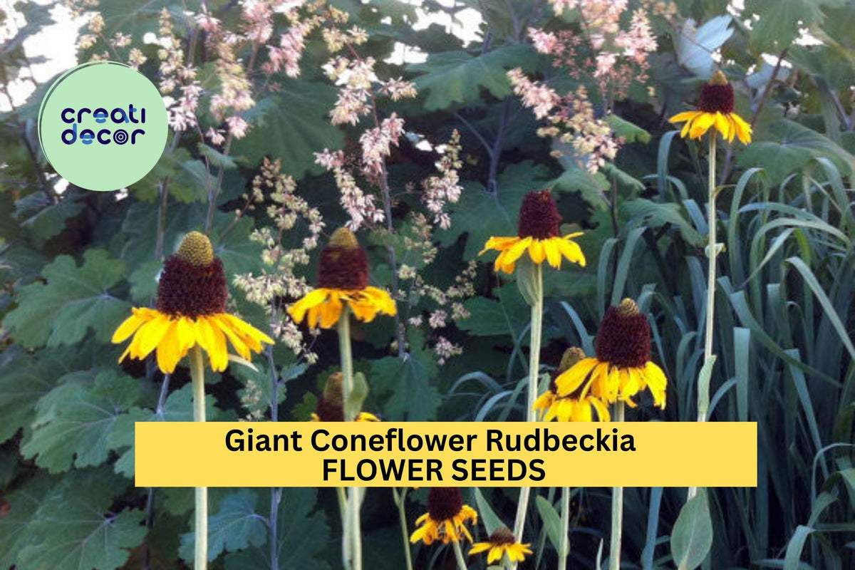 200+ Giant Coneflower Seeds Rudbeckia maxima Tall Yellow Perennial Pollinator-Friendly Native Plant
