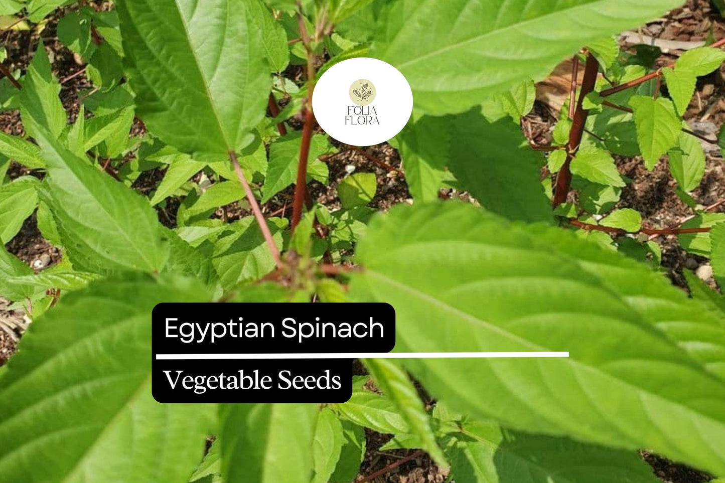 Egyptian Spinach Seeds | 25 Molokhia Seeds | Heat-Loving Green for Summer Gardens & Culinary Use | Corchorus olitorius