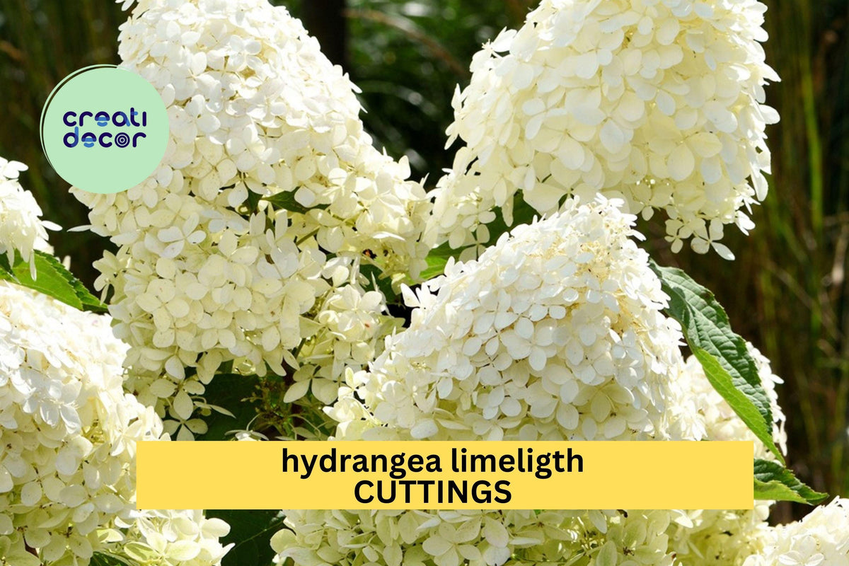 6 Limelight Hydrangea Rooted Cuttings – 6–10" Healthy Perennial Shrubs with Lime Green to White Blooms, Hydrangea paniculata for Garden Planting