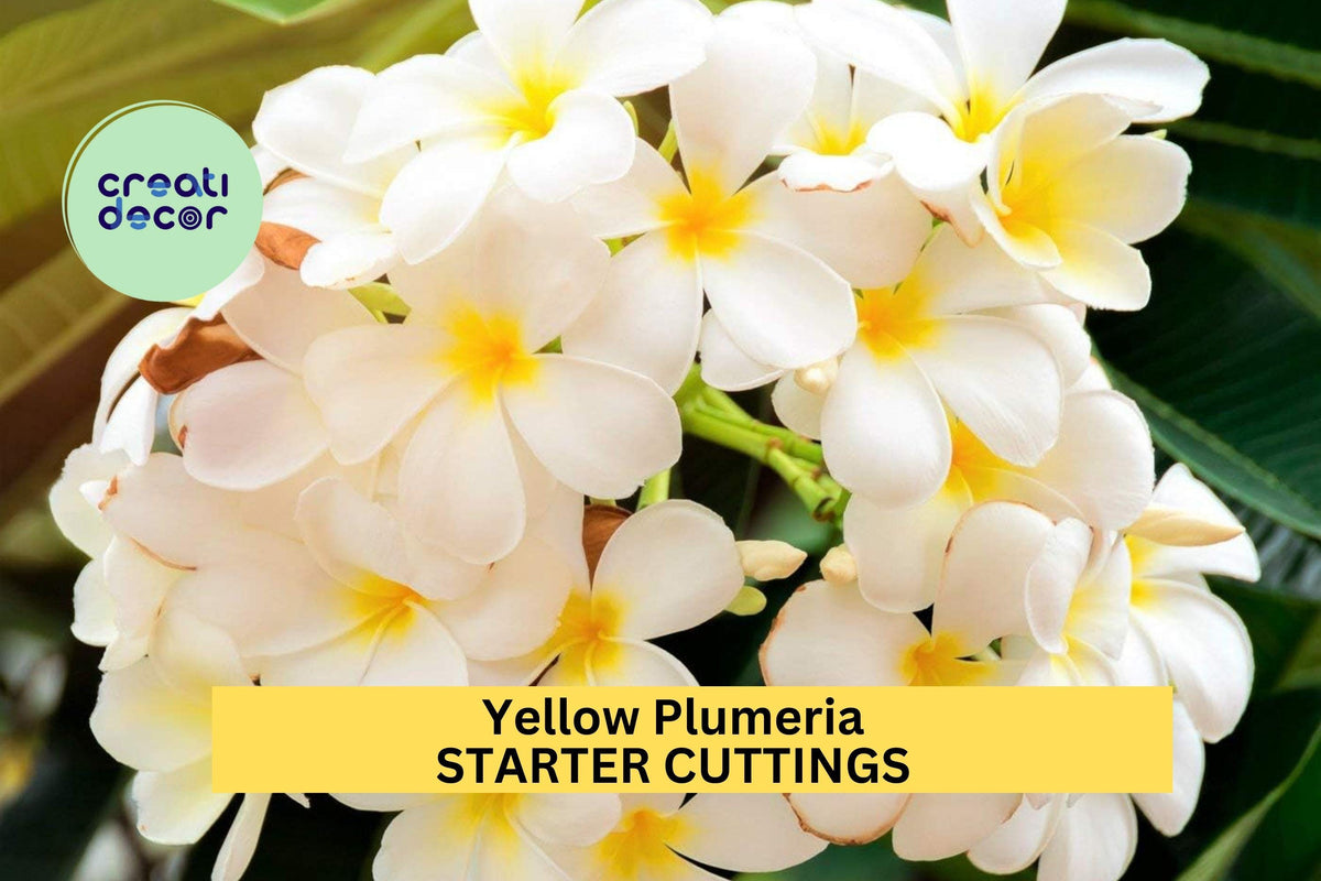Yellow Plumeria Cutting – 10" Unrooted Starter for Tropical Garden, Fragrant Yellow Flowers, Plumeria rubra
