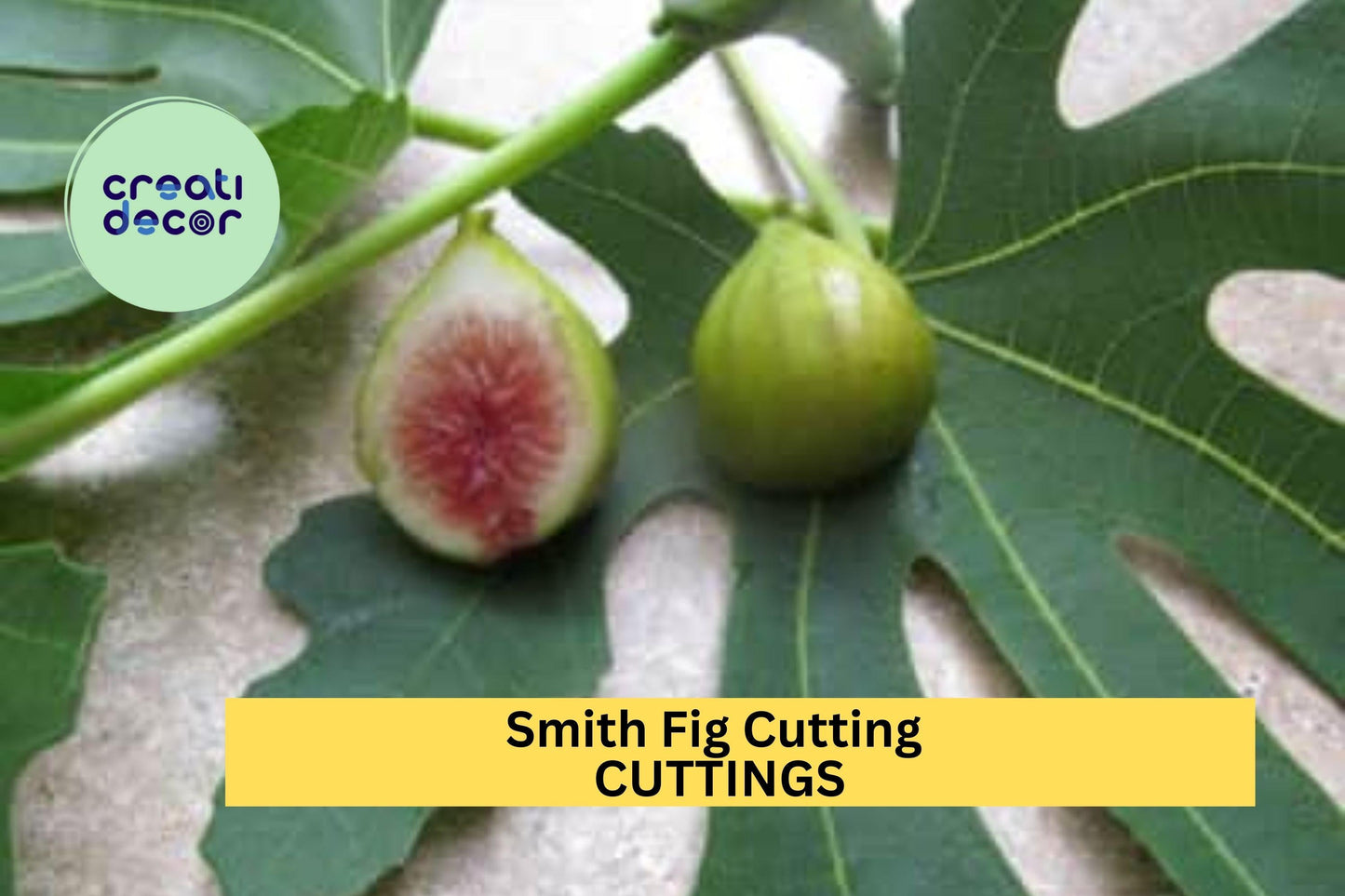 Smith Fig Hardwood Cutting – Unrooted Ficus carica ‘Smith’ for Propagation, Rare Heirloom Edible Fruit Plant