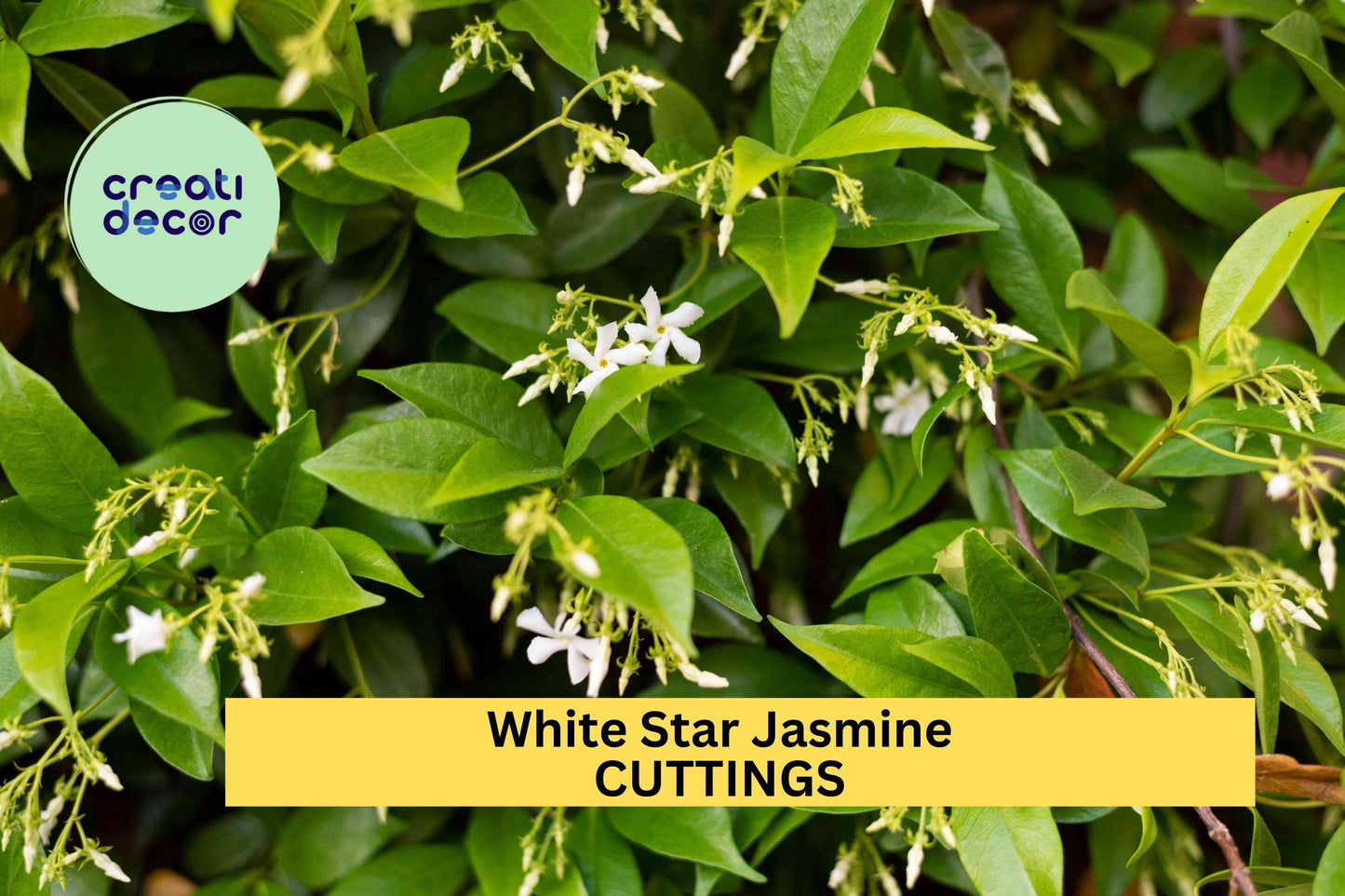 White Star Jasmine Cuttings – 5 Unrooted Vining Evergreen Fragrant Flowering Vine – Trachelospermum jasminoides