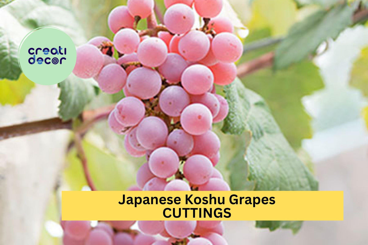 Organic Koshu Grape Cuttings – 5 Unrooted Hardwood Vines for Grafting, Rare Japanese White Wine Grape, Vitis vinifera