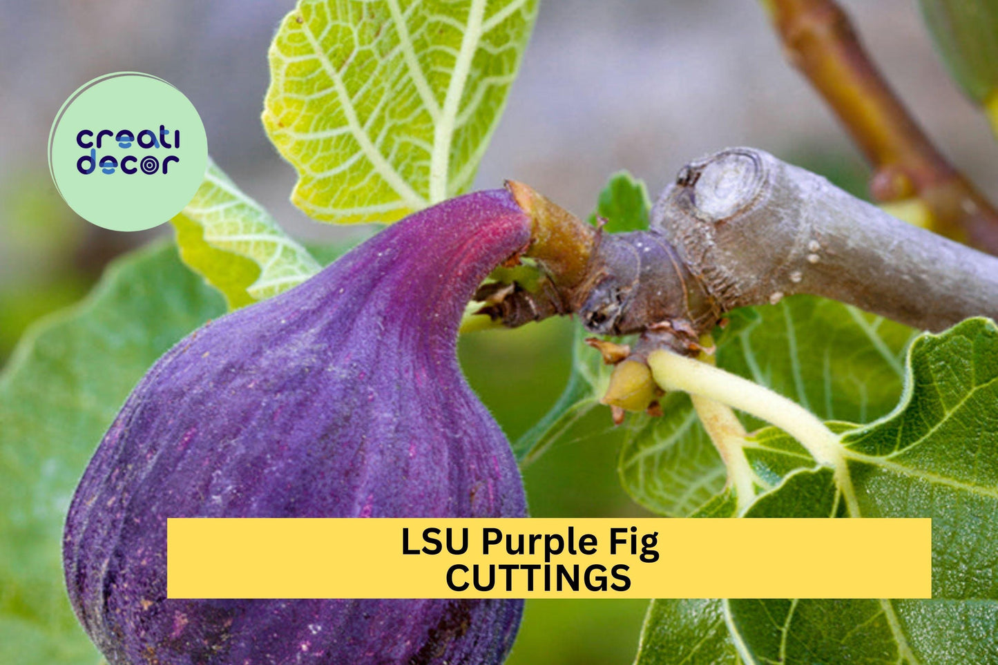 LSU Purple Fig Scion Cuttings – Unrooted Hardwood for Grafting, Ficus carica 'LSU Purple', Sweet Purple Skinned Fruit, 5-Pack