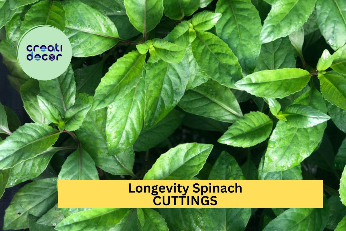 Longevity Spinach Cuttings 5-Pack Gynura procumbens Unrooted Stems for Edible Garden, Pot, or Raised Bed