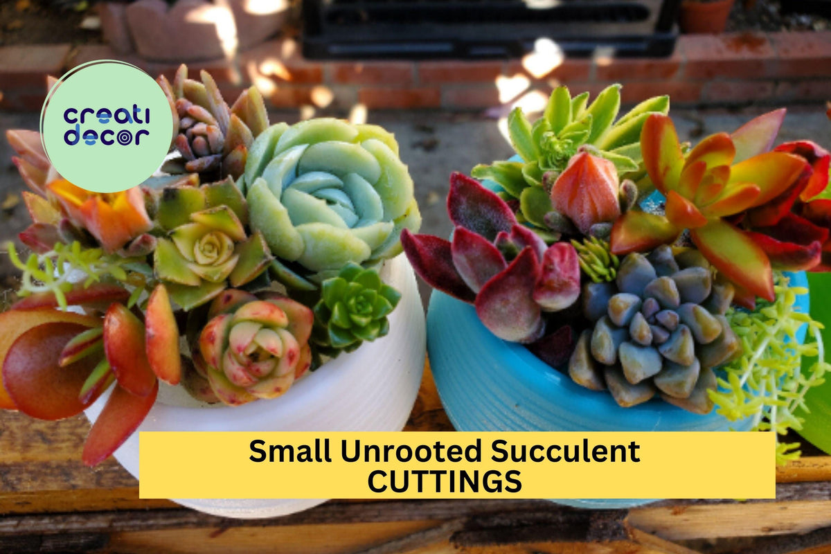 10 Small Succulent Cuttings – Mixed Varieties for DIY Pots, Fairy Gardens, Gifts – Unrooted Succulents, Easy to Grow, Low Maintenance