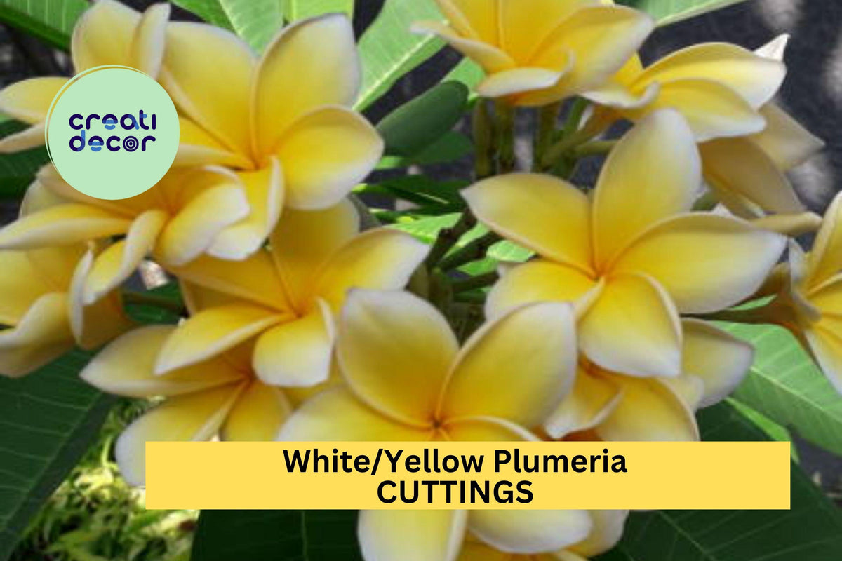 White Yellow Plumeria Cutting | Unrooted 10-12" Frangipani Tree for Garden, Patio, Tropical Landscape | Plumeria rubra or alba