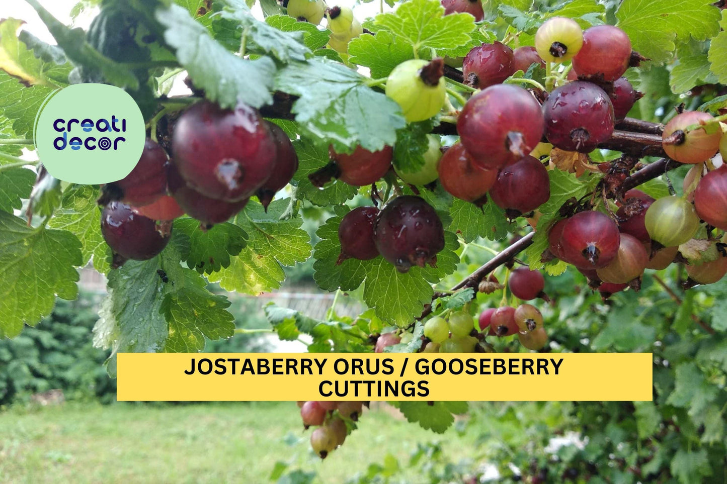 Unrooted Jostaberry Cuttings Set of 12 | Ribes nigrum × Ribes uva-crispa Hybrid Berry Bush | Disease-Resistant Edible Landscape Plants