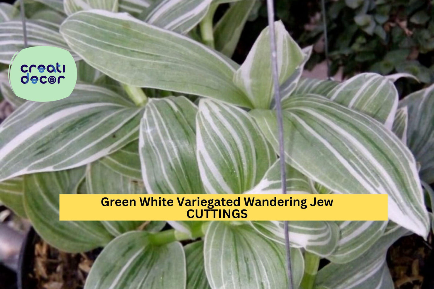 Tradescantia albiflora Cuttings, Variegated Wandering Jew, Green White Foliage, Indoor Houseplant, Hanging Basket Plant