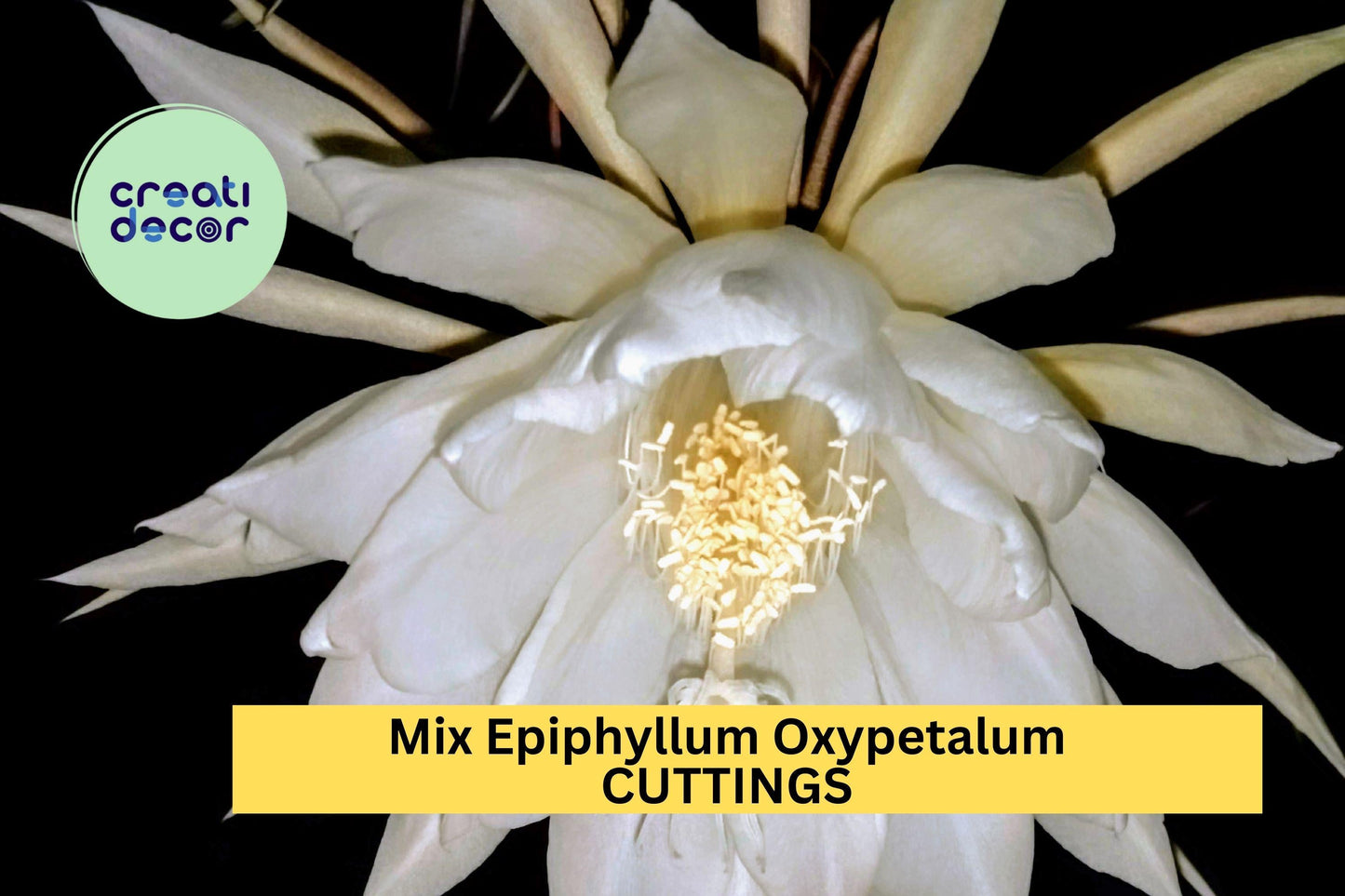Night Blooming Cactus Cuttings | Epiphyllum Oxypetalum & Hookeri | Rare Orchid Cactus Starters for Indoor & Outdoor Gardens