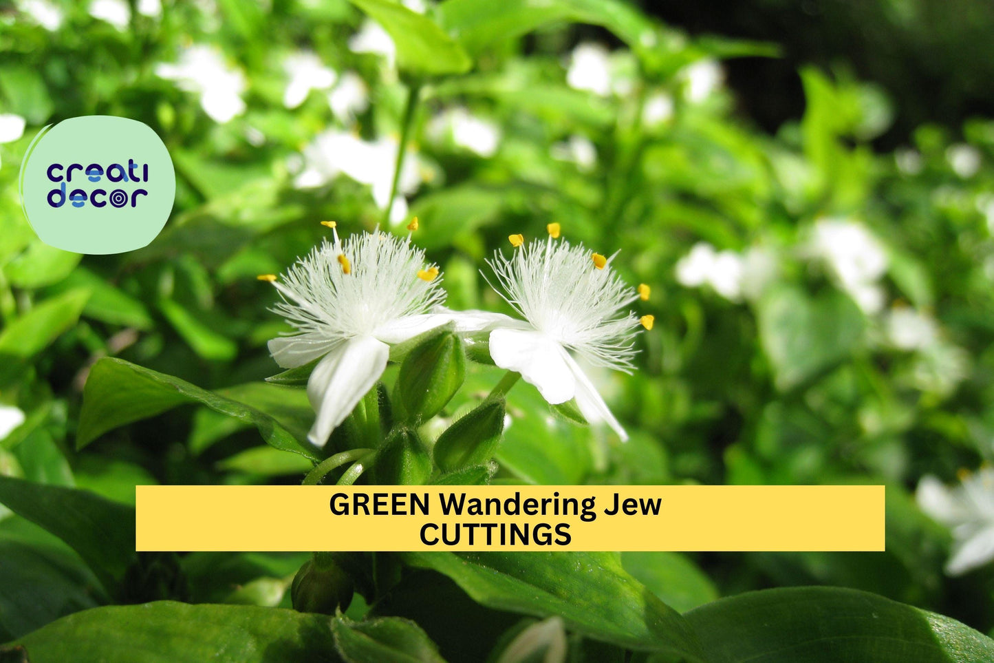 12 Green Wandering Jew Cuttings | Tradescantia fluminensis Indoor Trailing Vine | Easy to Root Houseplant
