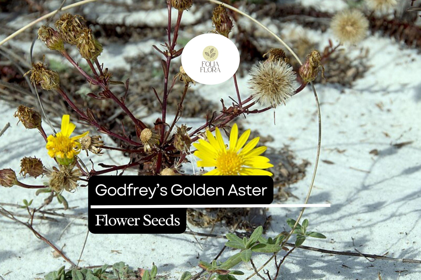 25 Godfrey's Golden Aster Seeds | Native Florida Wildflower for Pollinators | Chrysopsis godfreyi, Bright Yellow Blooms