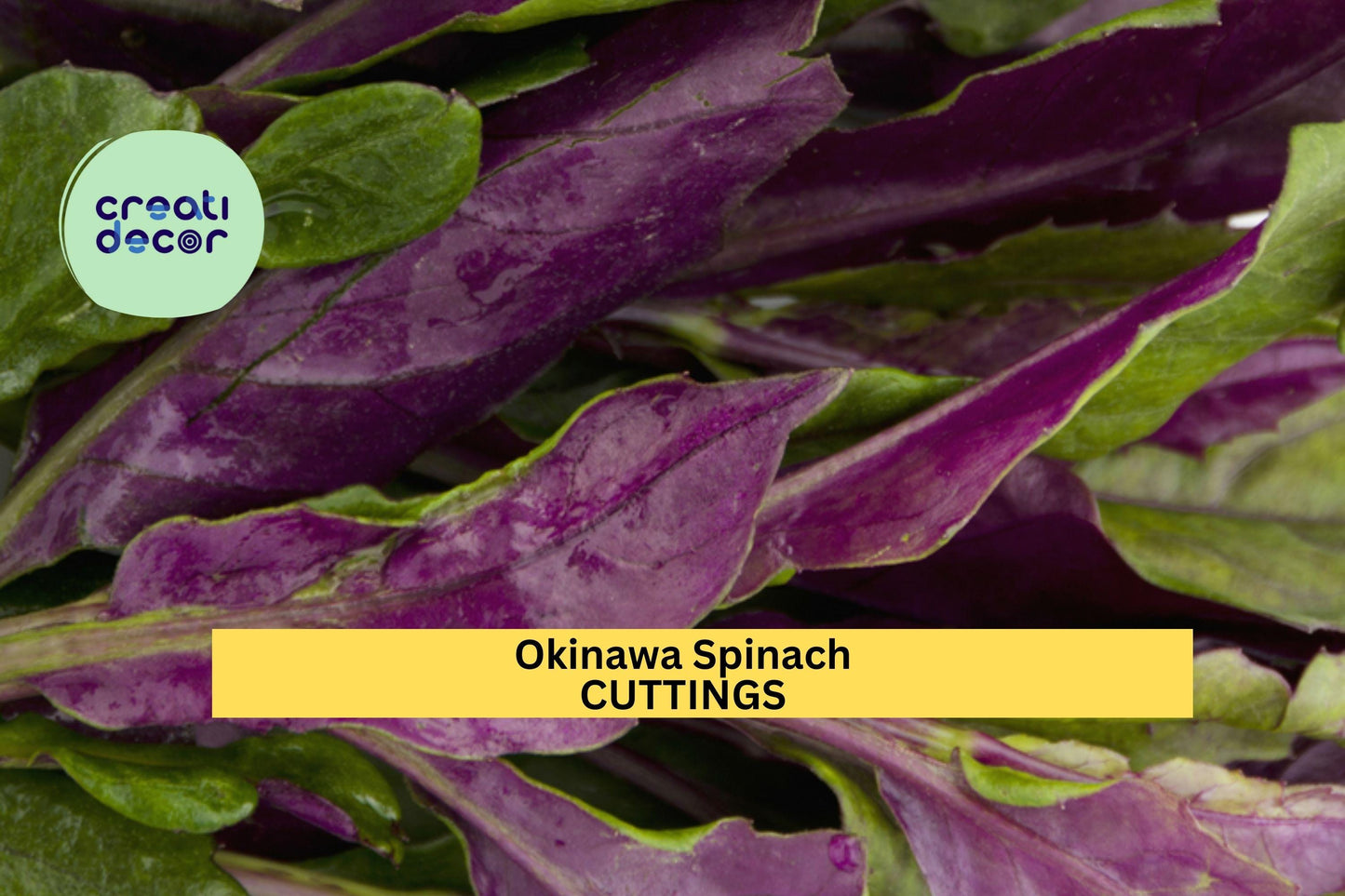 12 Okinawa Spinach Cuttings | Gynura Bicolor Starter Plants | Edible Perennial Green & Purple Leaves | Unrooted 5–6" Green & Purple Vegetables