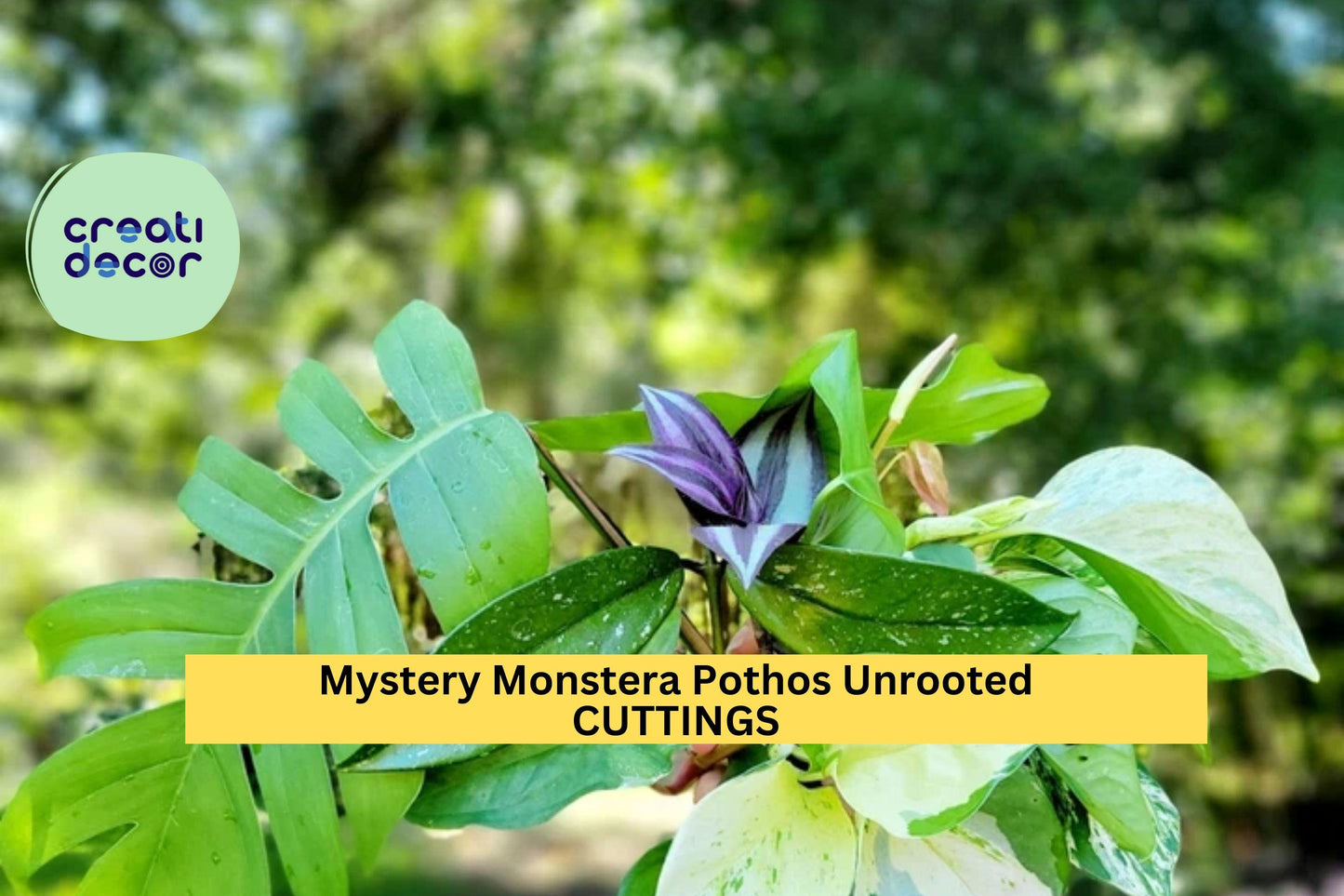 Unrooted Houseplant Cuttings Pack | Grower’s Choice Mix of Monstera, Pothos, Philodendron, Syngonium | Live Tropical Plant Starter Kit