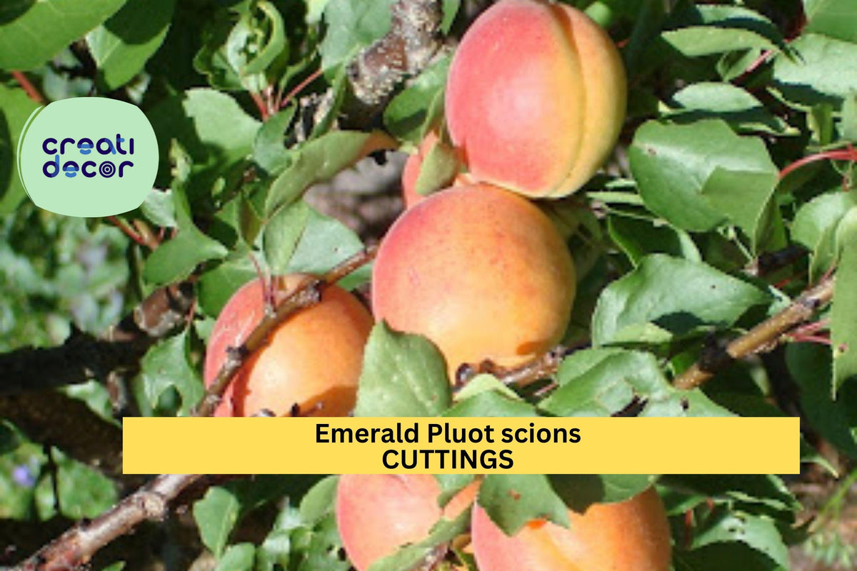 Emerald Pluot Scion Cuttings – Unrooted Hybrid Plum Apricot Grafting Wood – Prunus salicina × Prunus armeniaca