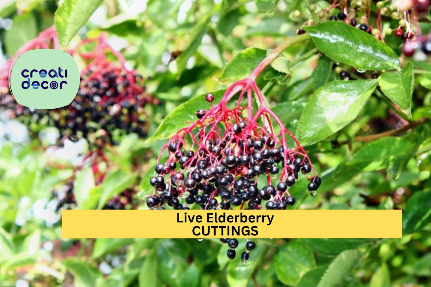 Elderberry Cuttings 2-Pack | Unrooted Sambucus spp. Fruit Shrub for Garden, Hedgerow, Edible Landscaping