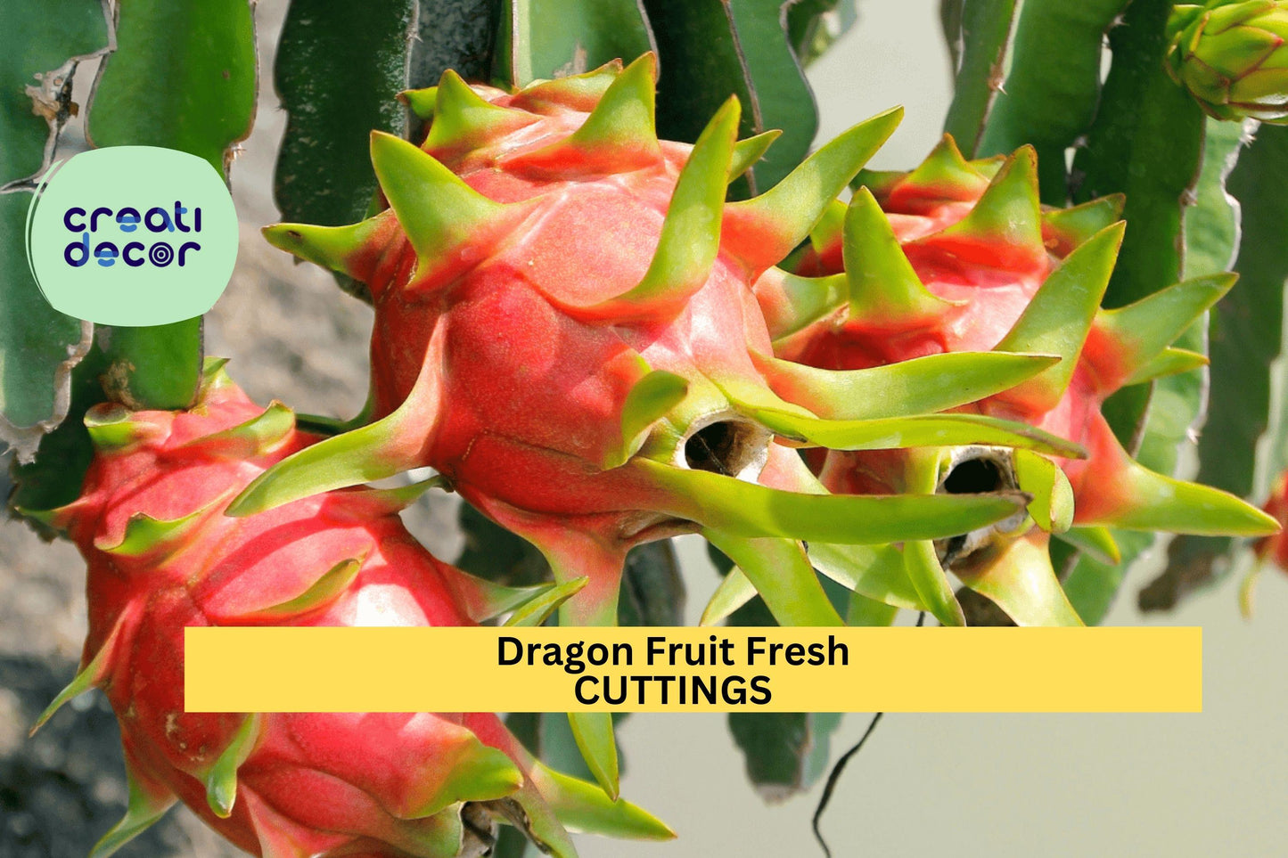 5 Park Dragon Fruit Cuttings | 8–10 Inches | Self-Pollinating Hylocereus Cactus Vine | Tropical Fruit Starter