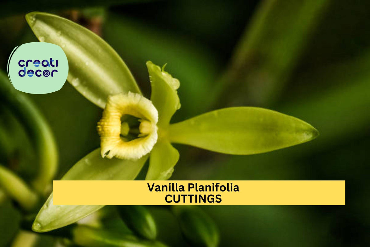 Vanilla Planifolia Cutting | 12-Inch Climbing Orchid Vine | Edible Vanilla Bean Plant | Tropical Orchid Starter