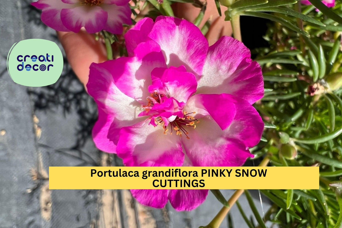 Portulaca grandiflora Pinky Snow Cuttings – 10 Unrooted 5" Succulent Ground Cover with Pink-White Flowers