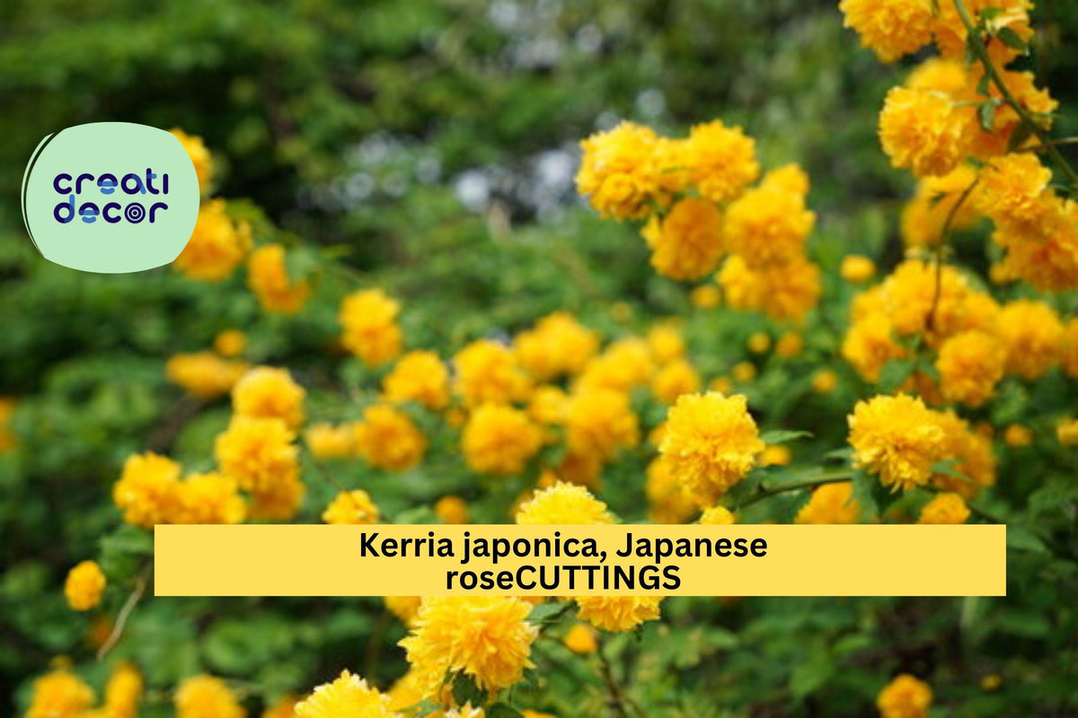 Kerria Japonica Cuttings - 10 Unrooted Flowering Shrubs with Bright Yellow Blooms - Japanese Rose, Miracle Marigold, Deciduous Garden Plant