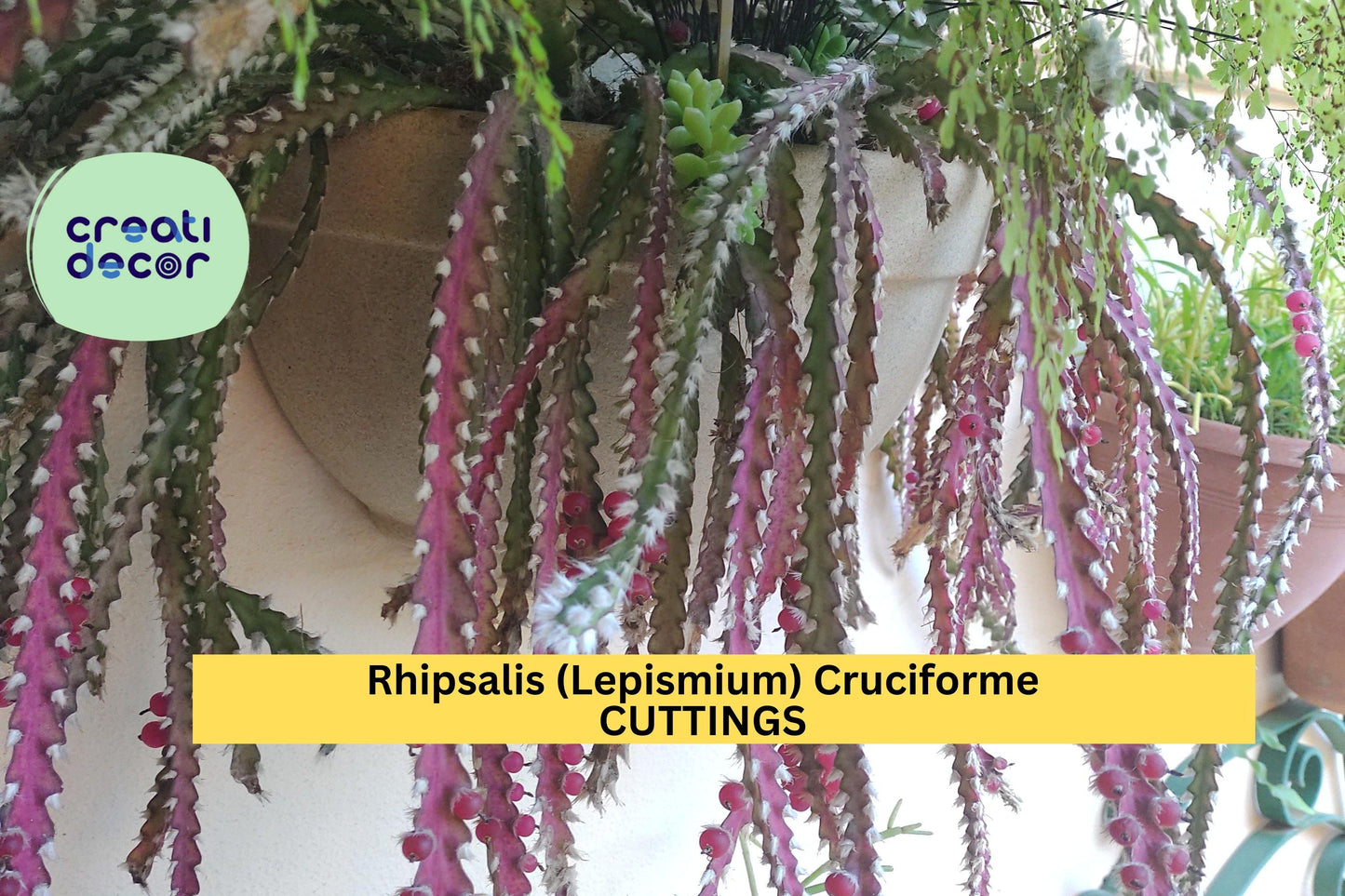 Rhipsalis Cruciforme Super Red Cuttings | Epiphytic Jungle Cactus | Rare Houseplant | Lepismium cruciforme Unrooted Starter