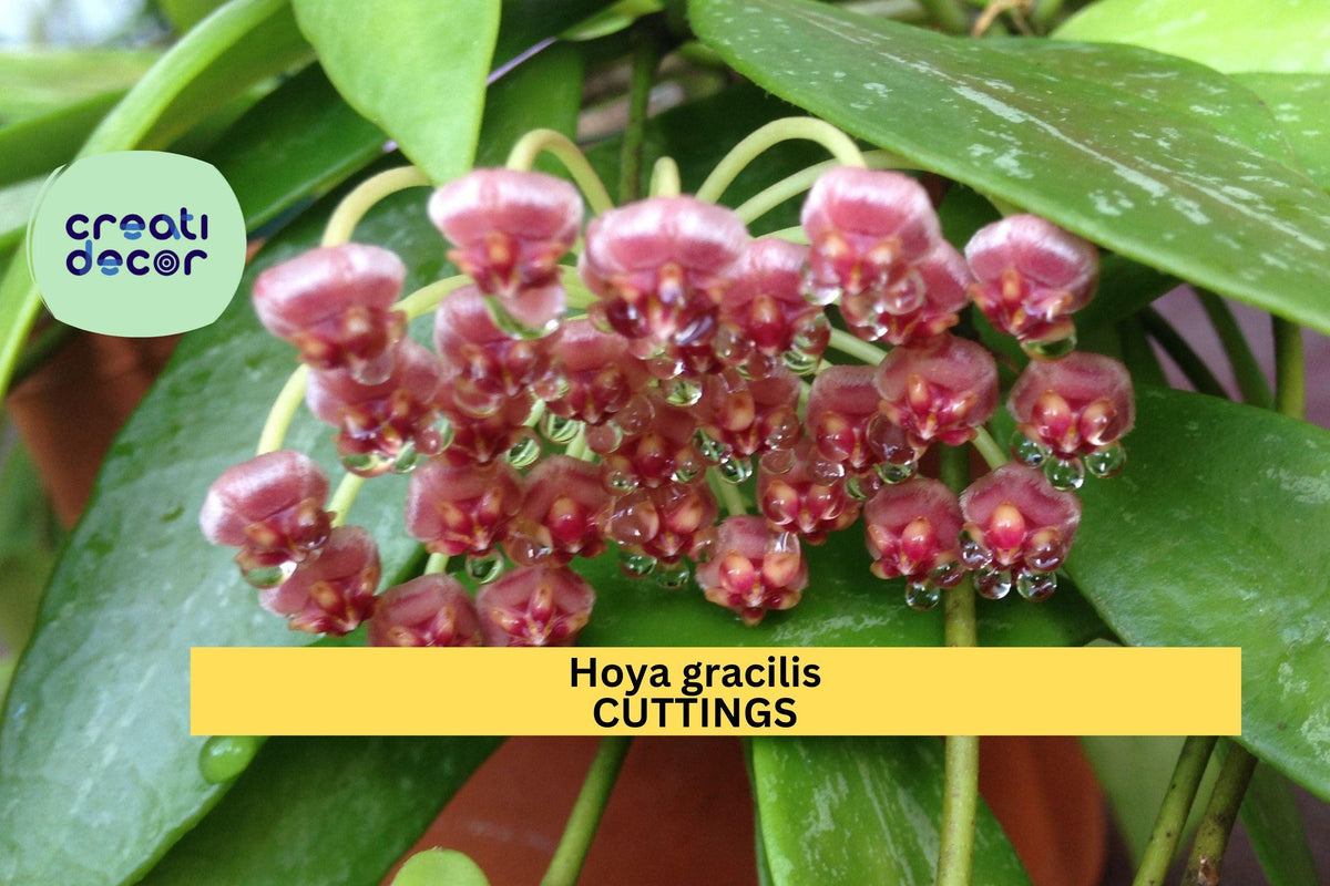 Hoya gracilis Live Plant | 2 Cuttings or Rooted | Trailing Epiphytic Vine with Silver-Flecked Leaves & Pink Flowers