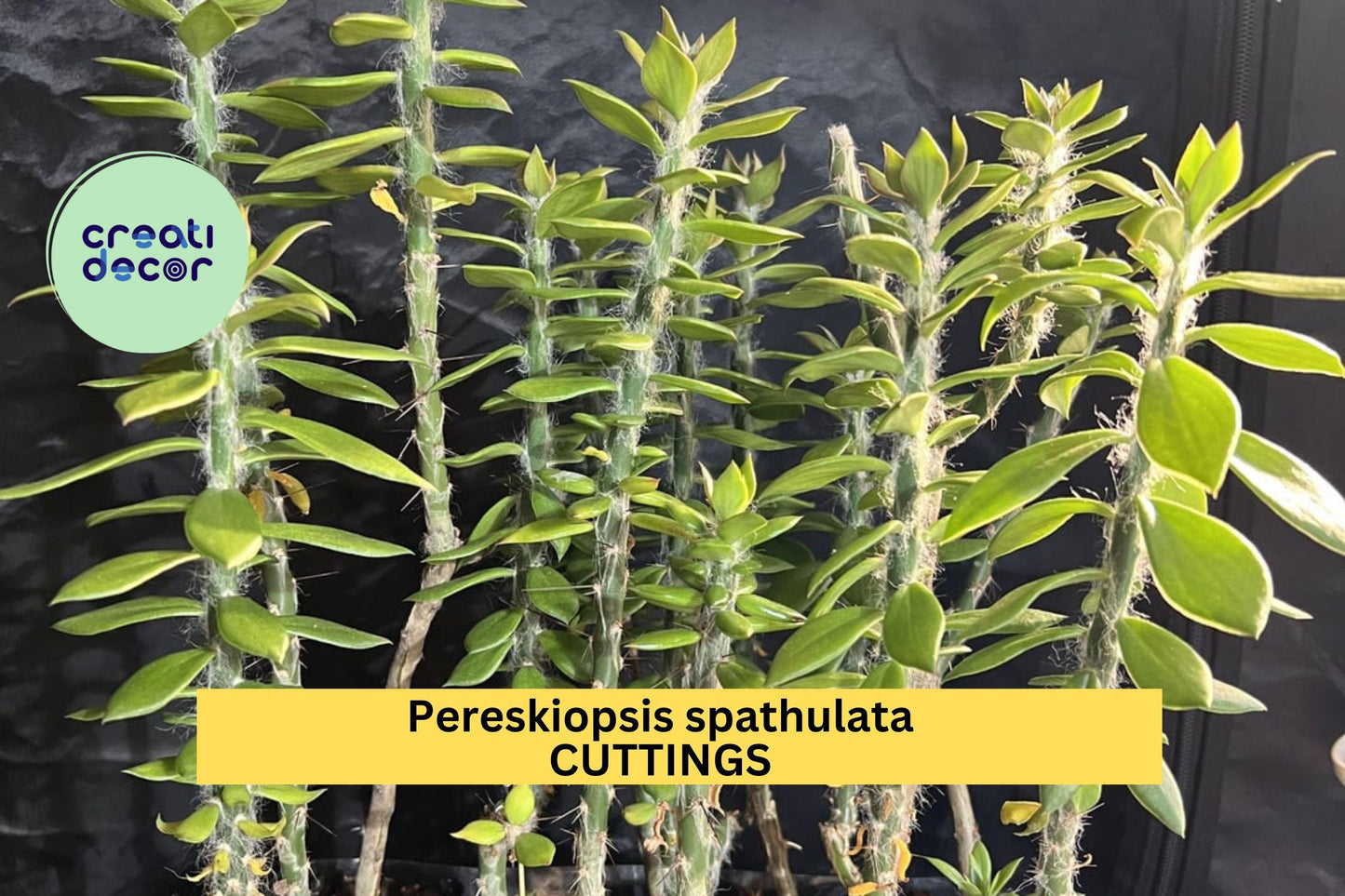 Pereskiopsis spathulata Cutting Set | 4-Inch Grafting Cactus Stock for Propagation & Hybridization