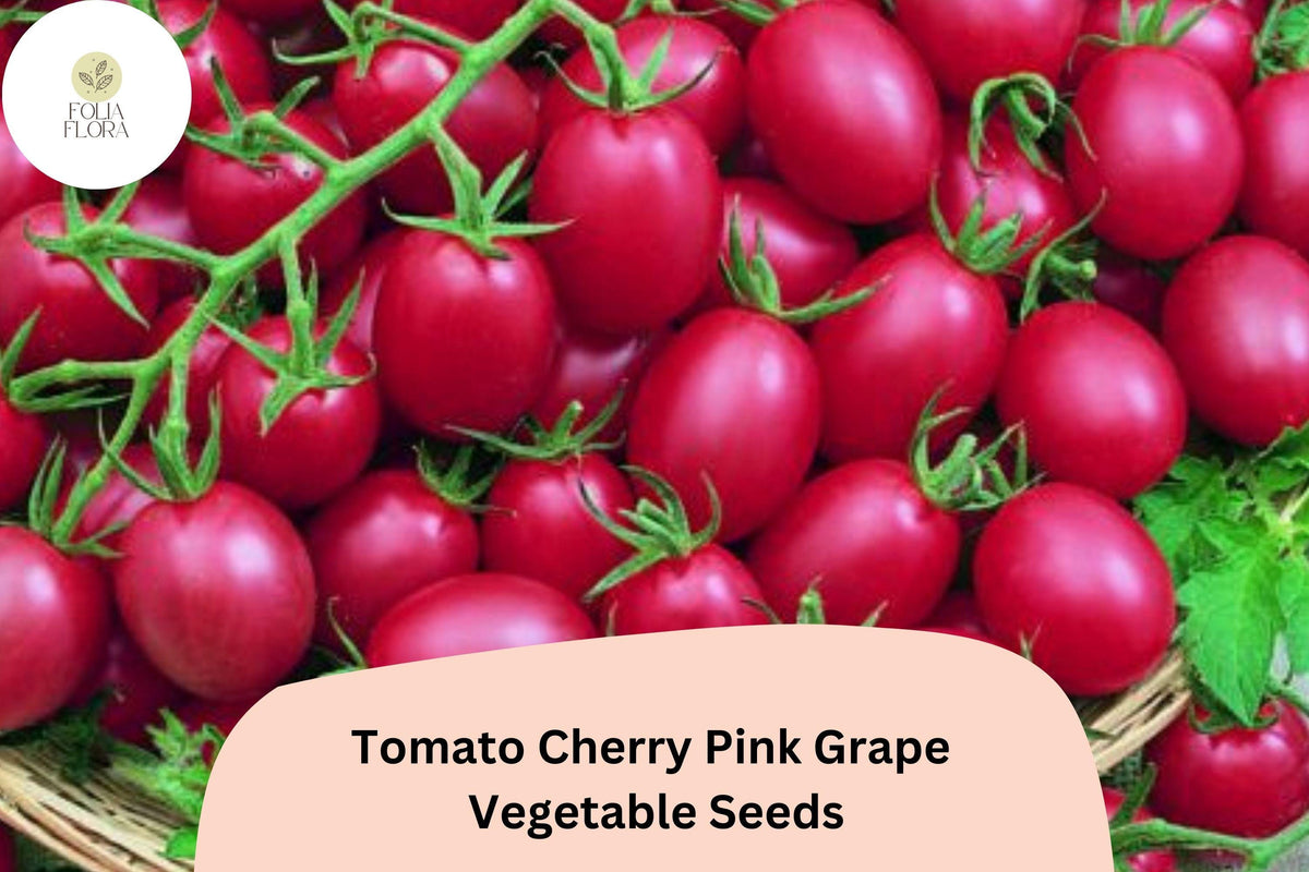 Pink Grape Cherry Tomato Seeds, 200 Non-GMO Heirloom, Grape-Shaped, Pink Fruit, Indeterminate, Solanum lycopersicum