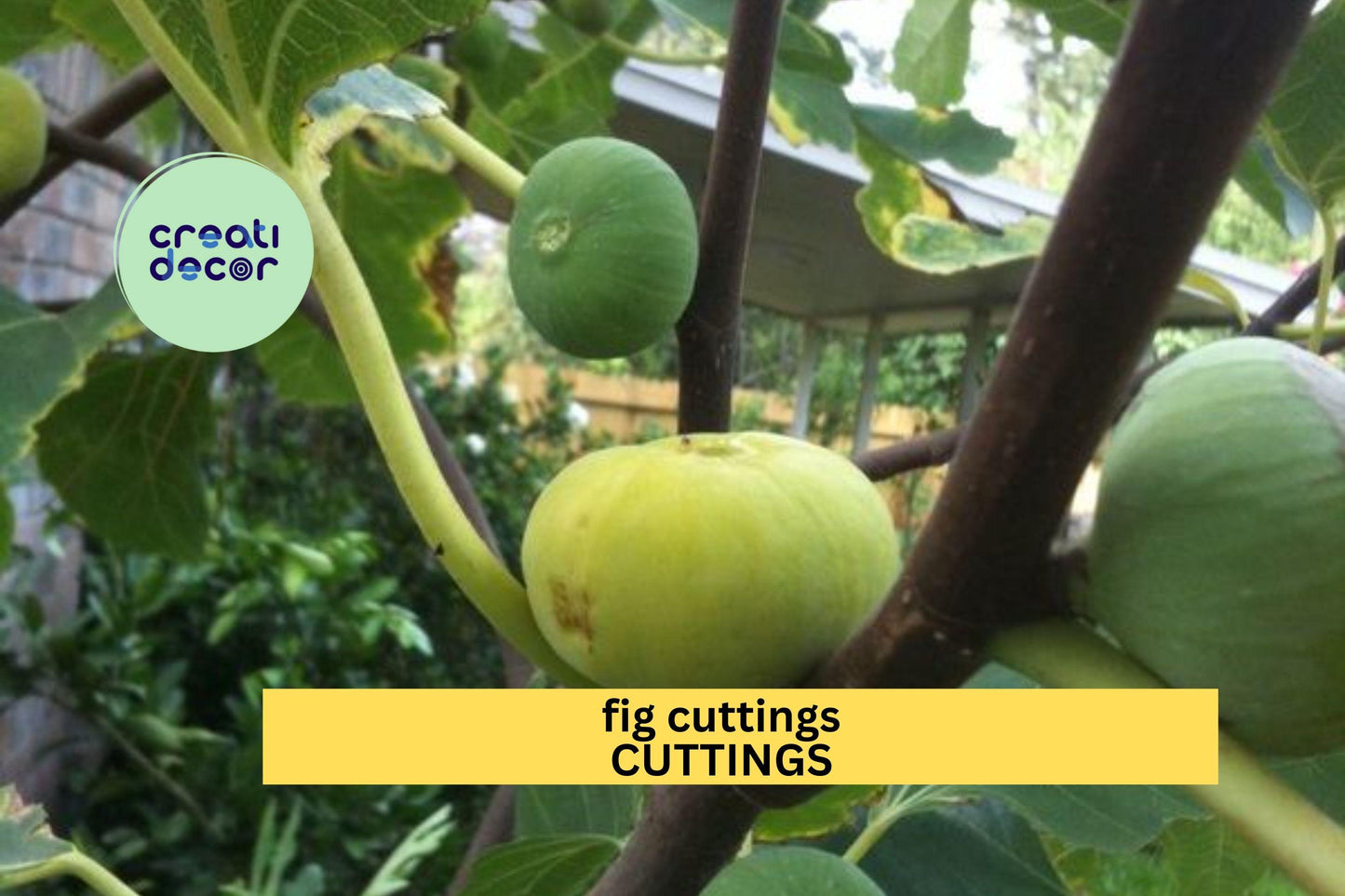 Fig Tree Cuttings – Unrooted Ficus carica Scions for Propagation, Edible Garden, Backyard Fruit Tree