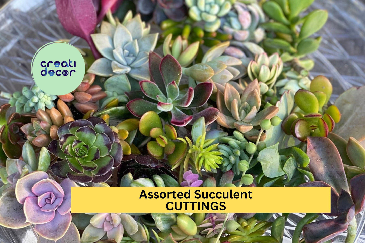 Assorted Succulent Leaf Cuttings Pack | 25 Mixed Varieties for Propagation | Easy to Root Succulents | Beginner-Friendly Plants