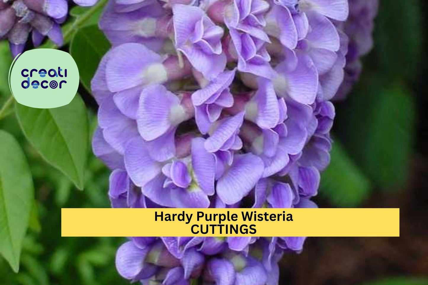 10 Hardy Wisteria Cuttings – Purple Flowering Climber for Trellis, Fence, or Pergola | Wisteria frutescens | Zones 4–9