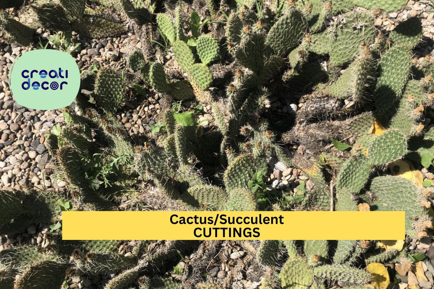 Assorted Succulent or Cactus Cutting | Unrooted Starter for Propagation | Easy Indoor or Outdoor Plant | Echeveria, Crassula, Sedum, Opuntia