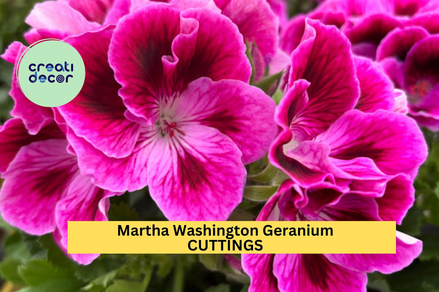 Martha Washington Geranium Cuttings | 6 Pelargonium × domesticum Unrooted Plants | Regal Flowering Starter for Containers & Borders