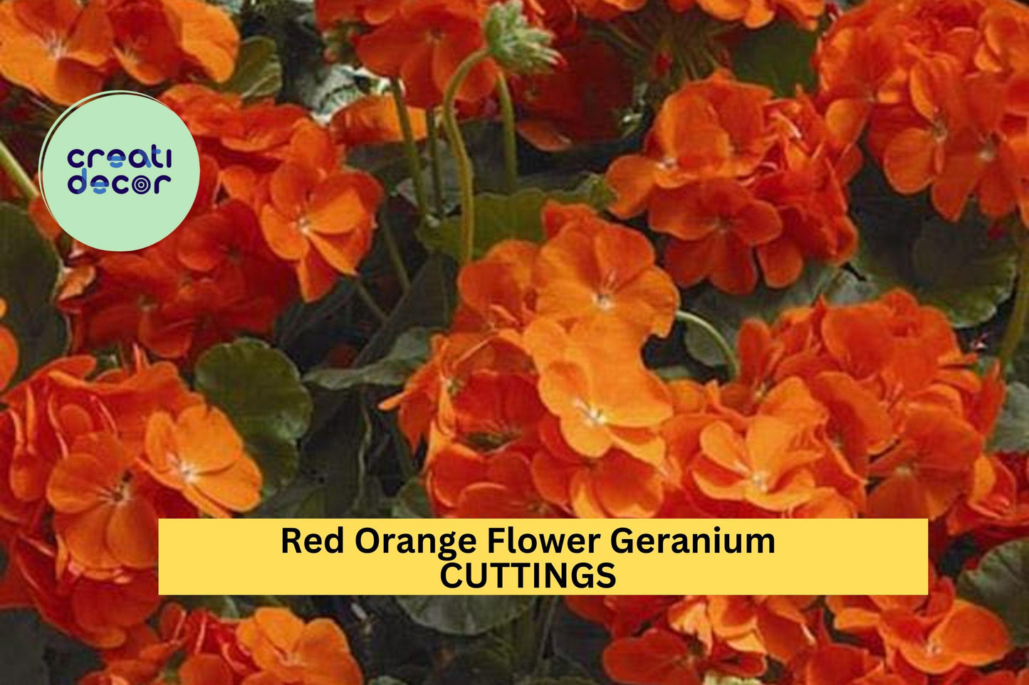 Geranium Cuttings – 6-Inch Red-Orange Fragrant Pelargonium spp. for Pots, Borders, Garden Beds