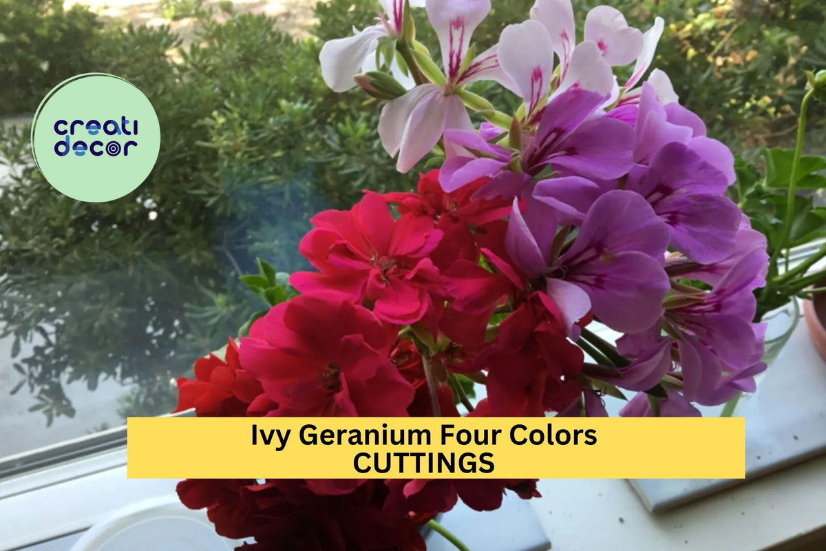 Ivy Geranium Cuttings 12-Pack – Mixed Colors Pelargonium peltatum for Hanging Baskets & Containers