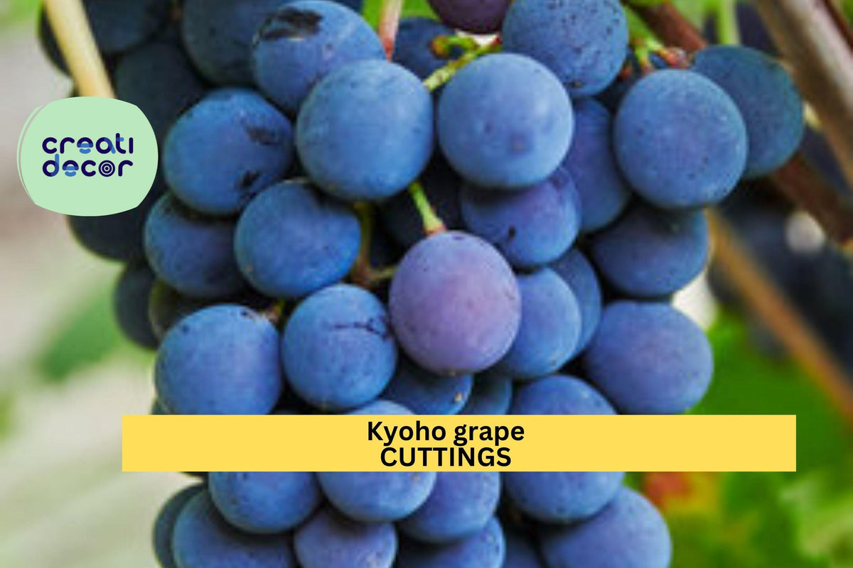 6 Kyoho Grape Cuttings – Japanese Vitis vinifera Variety for Propagation, Dark Purple Juicy Grapes, Unrooted Vine Starter Plants
