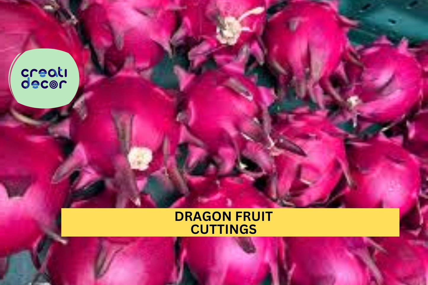 Dragon Fruit Cuttings – 8–14" Unrooted Hylocereus Vines for Pots, Trellises, Warm Climate Gardens