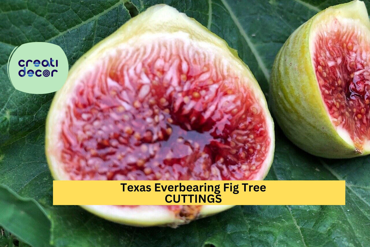 Texas Everbearing Fig Cuttings – Unrooted Ficus carica for Zones 6–11, Cold Hardy, Edible Landscape, Patio Container Planting