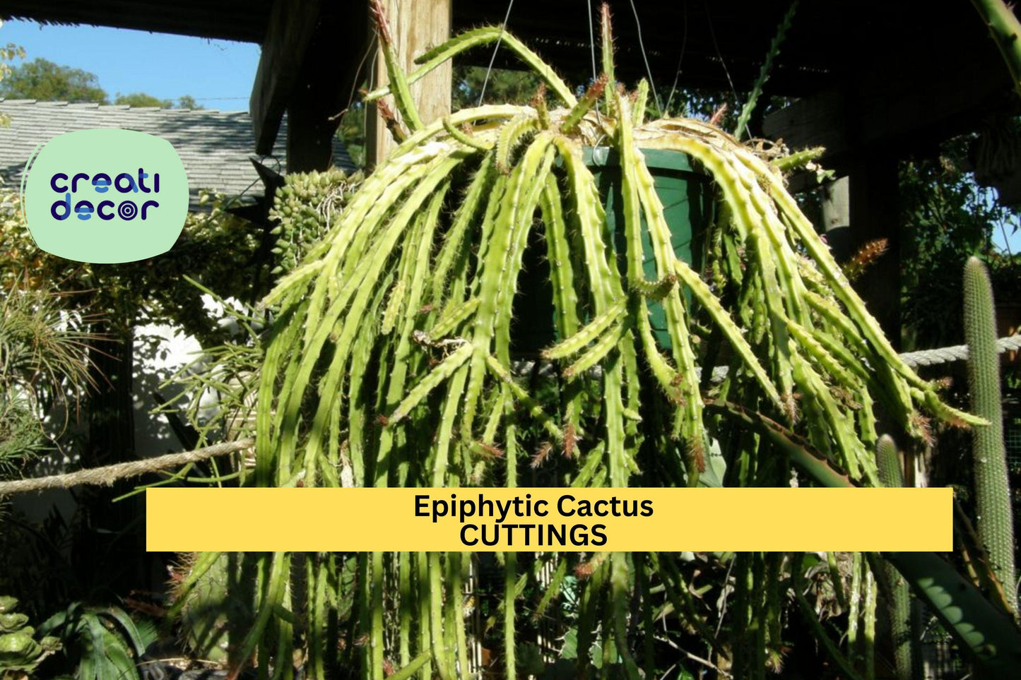 Lepismium cruciforme Cutting – 4” Epiphytic Cactus Stem with White Blooms for Hanging Baskets & Shaded Gardens