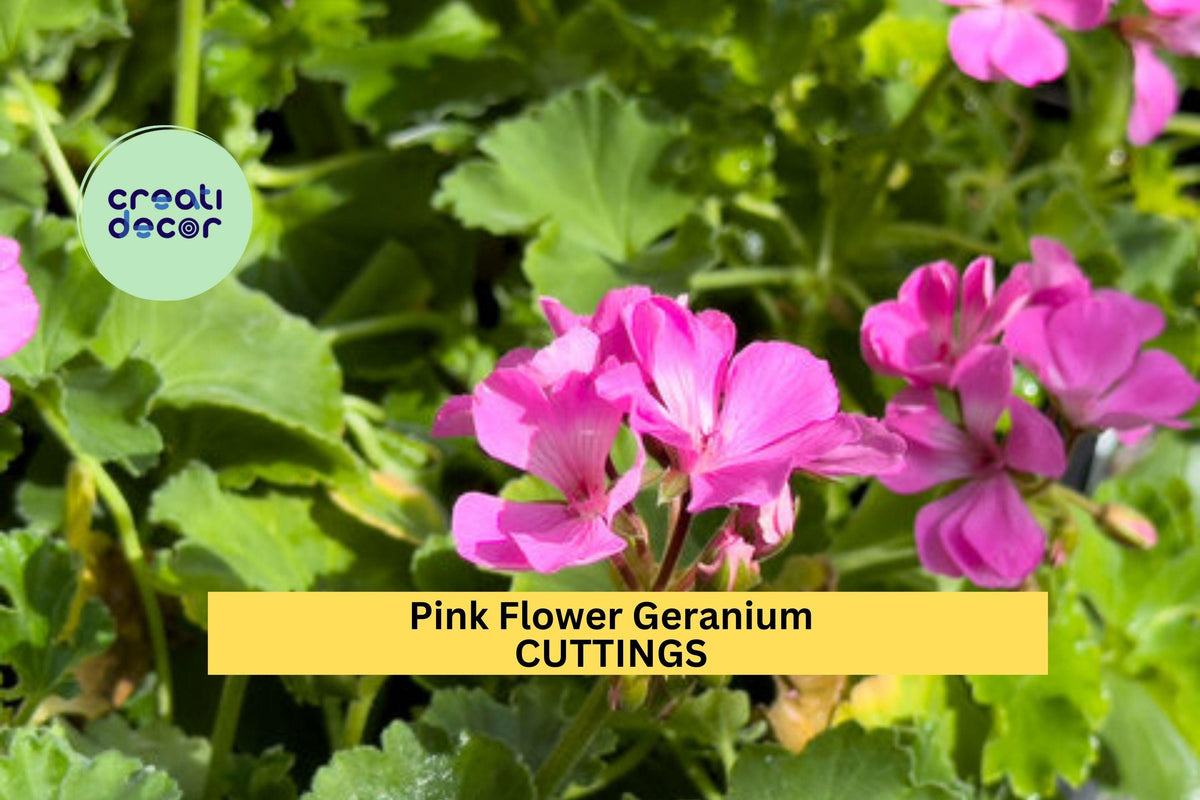 Pink Geranium Cuttings – 6" Unrooted Pelargonium Stems for Pots, Borders & Hanging Baskets