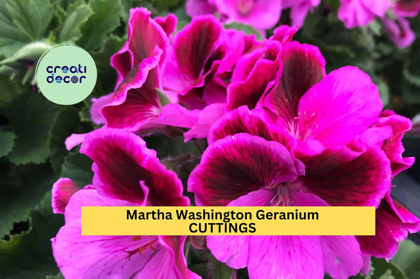 6 Martha Washington Geranium Cuttings – Pelargonium x domesticum Unrooted Flower Stems for Pots, Borders, Hanging Baskets